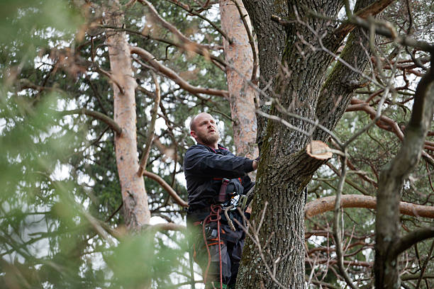How Our Tree Care Process Works  in  Lihue, HI